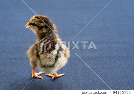 Baby Mini Wyandotte Chick on blue cloth table cover. 94155763