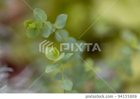Sprouts of Oregano Kent Beauty Sprouts of Oregano Kent Beauty 94155809