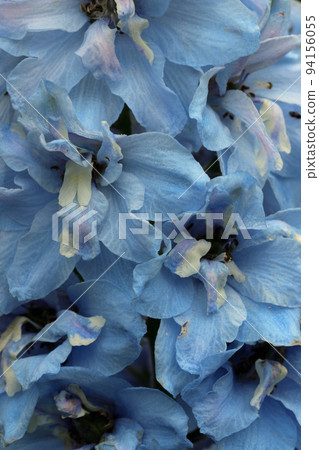Blue delphinium flowers in macro close up Blue delphinium flowers in macro close up 94156055