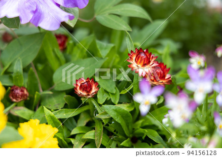 紅大麥花 94156128