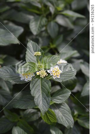 Shrub verbena flower 94156265