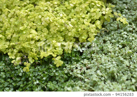 Babys tears 94156283