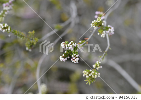 Autumn heather 94156315