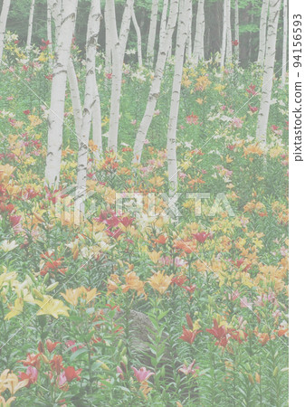 八岳富士見高原百合園、白樺樹乾和百合花脫穎而出 背景照片燈A柱垂直 94156593