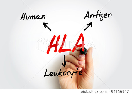 HLA Human Leukocyte Antigen - complex of genes on chromosome 6 in humans which encode cell-surface proteins, acronym text concept background 94156947