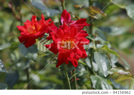 Arao City Ominous Citizen Flower Bed Rose Flower, 94156962