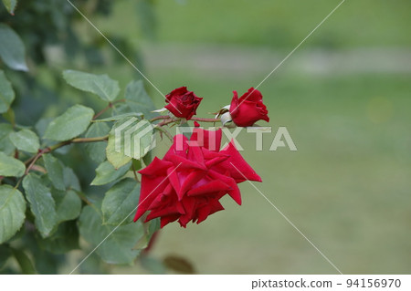 Arao City Ominous Citizen Flower Bed Rose Flower, Arao City Ominous Citizen Flower Bed Rose Flower, 94156970