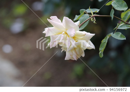 Arao City Ominous Citizen Flower Bed Rose Flower, Arao City Ominous Citizen Flower Bed Rose Flower, 94156972