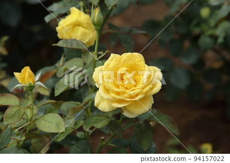 Arao City Ominous Citizen Flower Bed Rose Flower, 94157022