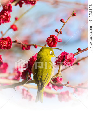 Plum tree and Japanese white-eye ｟Spring image｠ 94158308