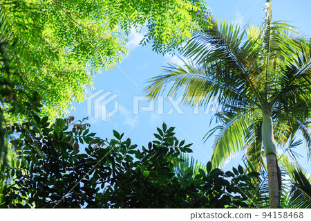 Tropical atmosphere, blue sky and palm trees Tropical atmosphere, blue sky and palm trees 94158468