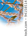 河津櫻花和日本白眼｟春天的形象｠ 94158514