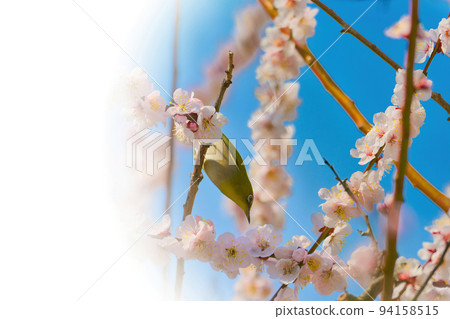 河津櫻花和日本白眼⦅春天的形象⦆ 河津櫻花和日本白眼⦅春天的形象⦆ 94158515
