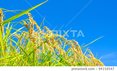 Autumn rice 94158547