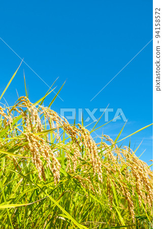 Autumn rice 94158572