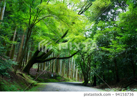 奈良奧山車道/覆蓋道路的古樹 94158736