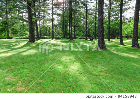 [Biei Town, Hokkaido] Forest Road 94158948