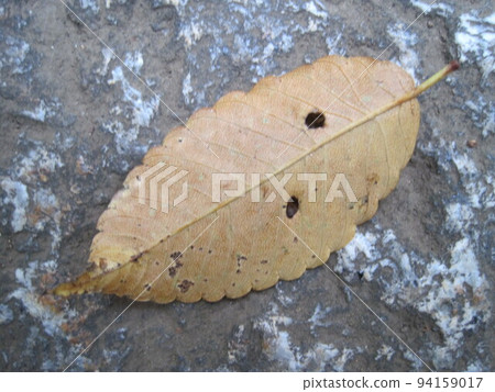 brown fallen leaves on the ground brown fallen leaves on the ground 94159017