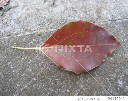 地上的棕色落葉 94159041