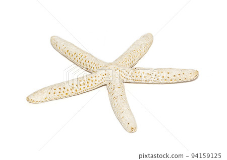 Image of white finger starfish isolated on white background. Sea stars. Undersea Animals. Sea Shells. Image of white finger starfish isolated on white background. Sea stars. Undersea Animals. Sea Shells. 94159125