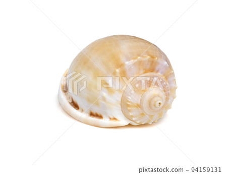 Image of phalium glaucum shell, common name the grey bonnet or glaucus bonnet, is a species of large sea snail, a marine gastropod mollusk in the family Cassidae, the helmet snails and bonnet snails 94159131