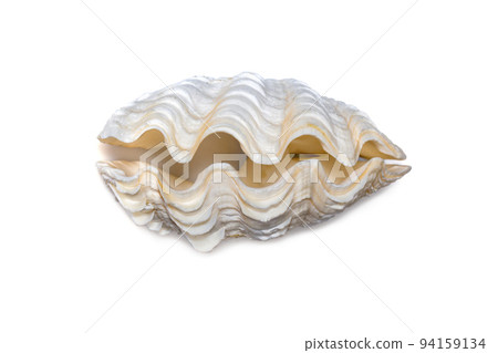 Image of seashells clam pearled on a white background. Undersea Animals. Sea Shells. Image of seashells clam pearled on a white background. Undersea Animals. Sea Shells. 94159134