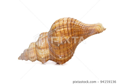 Image of Trapezium Horse Conch / Striped Fox Conch seashell (Pleuroploca trapezium) isolated on white background. Undersea Animals. Sea Shells. Image of Trapezium Horse Conch / Striped Fox Conch seashell (Pleuroploca trapezium) isolated on white background. Undersea Animals. Sea Shells. 94159136