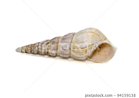 Image of rhinoclavis aspera is a species of sea snail, a marine gastropod mollusk in the family Cerithiidae isolated on white background. Undersea Animals. 94159138