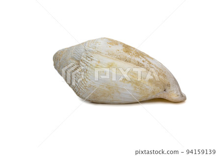 Image of very old white phalium granulatum sea shell isolated on white background. Undersea Animals. Sea Shells. 94159139