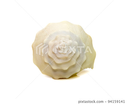 images of spiral white conch shell isolated on white background. Undersea Animals. Sea Shells. 94159141