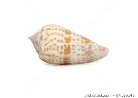 Image of conus tessulatus, common name the tessellated cone, is a species of sea snail, a marine gastropod mollusk in the family Conidae. Undersea Animals. Sea Shells. 94159142