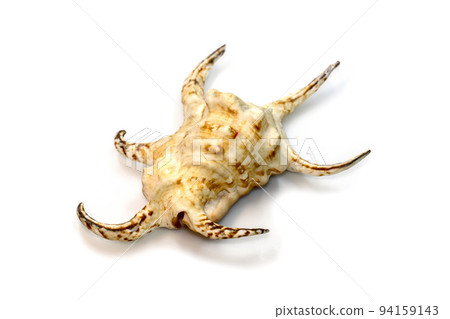 Image of lambis chiragra (Harpago chiragra) sea shell is in the family strombidae isolated on white background. Undersea Animals. 94159143