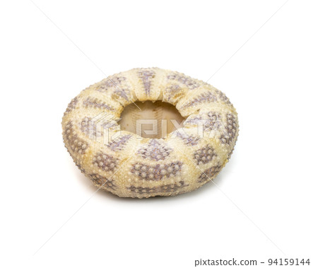 Image of Sea Urchin Shell on a white background. Sea shells. Undersea Animals. 94159144