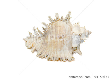 Image of chicore us ramosus, common name the ramose murex or branched murex, is a species of predatory sea snail, a marine gastropod mollusk in the family Muricidae. Undersea Animals. Sea Shells. Image of chicore us ramosus, common name the ramose murex or branched murex, is a species of predatory sea snail, a marine gastropod mollusk in the family Muricidae. Undersea Animals. Sea Shells. 94159147