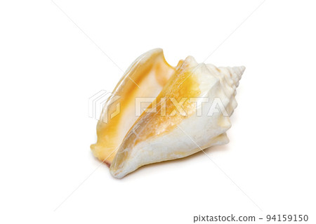 Image of strombus alatus sea shell, the Florida fighting conch, is a species of medium-sized, warm-water sea snail, a marine gastropod mollusk in the family Strombidae, the true conchs isolated on whi Image of strombus alatus sea shell, the Florida fighting conch, is a species of medium-sized, warm-water sea snail, a marine gastropod mollusk in the family Strombidae, the true conchs isolated on whi 94159150