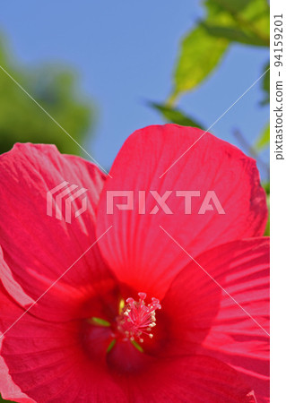 Titan Bicalus 94159201