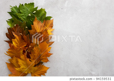 Maple leaves in three colors, green, red and yellow 94159531