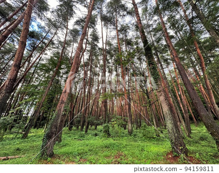 Forest trees 94159811