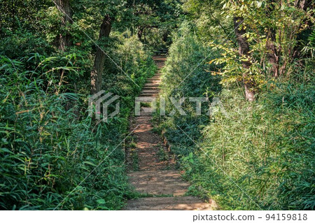 A path surrounded by green 94159818