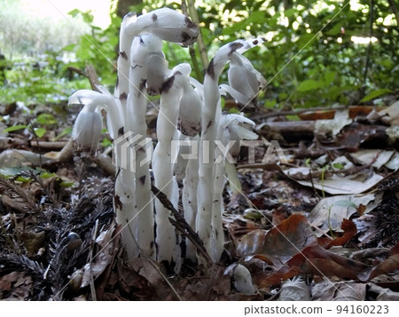 Silver leopard plant (Nibetsu, Akita City, 9/9) Silver leopard plant (Nibetsu, Akita City, 9/9) 94160223