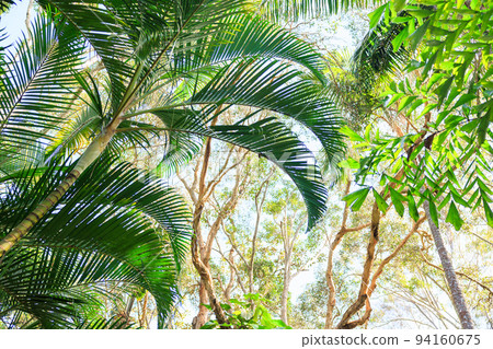 Tropical atmosphere, blue sky and palm trees 94160675