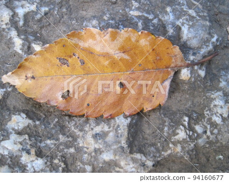 地上的橙色落葉 地上的橙色落葉 94160677