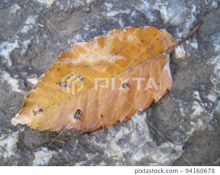 地上的橙色落葉 94160678