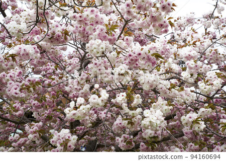 公園裡的里櫻（Satozakura）鮮花盛開。學名是Prunus serrulata。 94160694