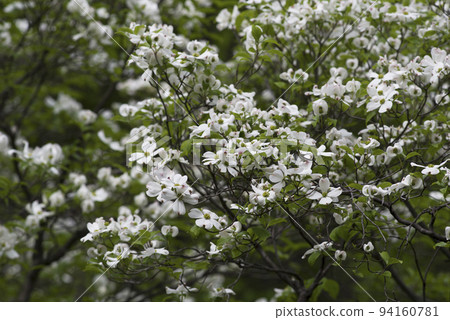 White flowers of dogwood (flowering dogwood) are in bloom. The scientific name is Cornus florida. 94160781