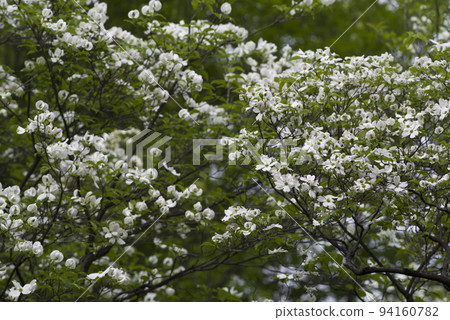 White flowers of dogwood (flowering dogwood) are in bloom. The scientific name is Cornus florida. 94160782