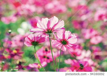 Lovely cosmos Lovely cosmos 94160892