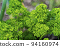 Curly parsley stems. Vegetable background macro texture Photo of good quality 94160974