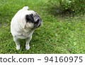 An old pug looking to the side in a green meadow. Good quality photos 94160975