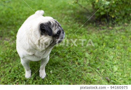 An old pug looking to the side in a green meadow. Good quality photos An old pug looking to the side in a green meadow. Good quality photos 94160975
